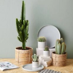 Pot De Fleur EARLY SPRING II -Produits Menagers 1000341413 220317 021 MOOD DETAILS P000000001000341413 mood