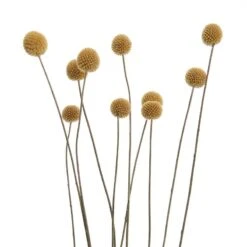 Fleurs Séchées FLOWER MARKET Bouquet 14 Fleurs Séchées FLOWER MARKET Bouquet -Produits Menagers 1000364948 220802 050 DETAILS P000000001000364948