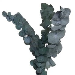 Fleurs Séchées FLOWER MARKET Bouquet 15 Fleurs Séchées FLOWER MARKET Bouquet -Produits Menagers 1000364948 220802 060 DETAILS P000000001000364948